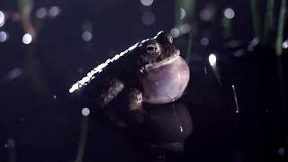 Natterjack toad [upl. by Khalin73]