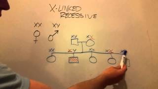 XLinked Recessive Inheritance [upl. by Cheria731]