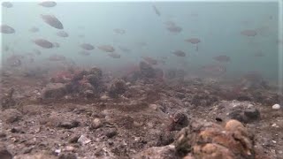 Western LI Sound Underwater 92221 Porgy MIGRATION Tautog Black Sea Bass Bergall and More [upl. by Cornelie]