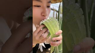 Edible aloe vera plant plants healthy health [upl. by Anika881]