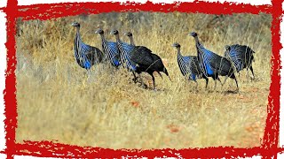 Vulturine Guineafowl Acryllium vulturinum Call amp Sound  Vulturine Guineafowl Video [upl. by Swayder]