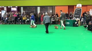 Norfolk terrier club at Crufts 2023 [upl. by Esirtal161]