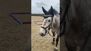 guess below👇🏼🫶🏼 horse equines horseback equestrian connemara [upl. by Anirehtak]