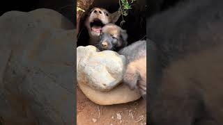 baby puppies hungry and puppies eating puppy dog eating trending viral happy cute [upl. by Akerley498]