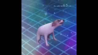 Perro bailando MEME [upl. by Araccot99]