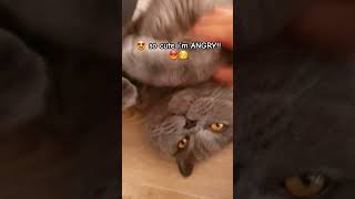 he is irresistibly cute 😡 funny cat cute pets catlover trending [upl. by Melak]