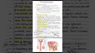 the male reproductive system class 12 biology handwritten notes  male reproductive system [upl. by Arlinda63]