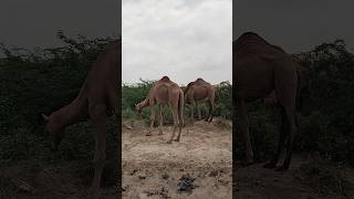 A beautiful camel in the desert is resting its face inside a treeanimals automobile naturellovers [upl. by Edyth137]