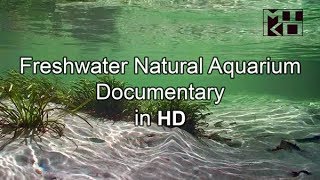 Freshwater Natural Aquarium Documentary HD Mikolji [upl. by Chatterjee]