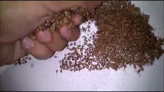 EZ Way How to Harvest Holy basilTulsi Ocimum tenuiflorumseeds and to grow them [upl. by Lewanna]