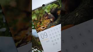 Squirrel calendar Sneek Peak red squirrel calendar 2025 see description [upl. by Jesher]