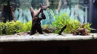 180 Liter Bachlauf Aquarium Asien [upl. by Cook]