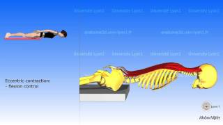 The posterior muscles of the trunk  their roles [upl. by Ayotal140]