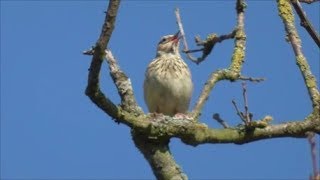 Singing Woodlark [upl. by Eecal]