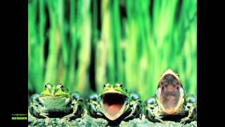 Frogs Croaking [upl. by Animar]