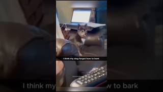 funny and clumsy dogs🤣shortvideo shortsvideo dog doglover shorts cute tiktok youtubeshorts [upl. by Quinlan80]