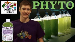 Phytoplankton Info Should You Dose it [upl. by Anreval]