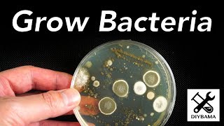 How to Grow Bacteria [upl. by Grani265]