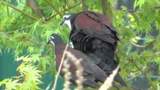 Scaup ground doves and finches [upl. by Diandre]