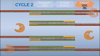 Polymerase Chain Reaction PCR [upl. by Llerreg]