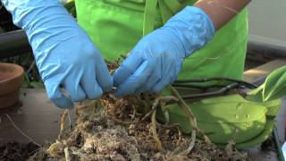 How to Repot an Orchid Phalaenopsis [upl. by Anigroeg]