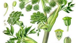 Angelica archangelica  Wikipedia audio article [upl. by Charley672]