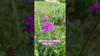 Verbena  Glandularia pulchella cubresuelo de Sudamérica tapizante y bajo consumo hidrico [upl. by Howell]