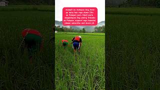 WALANG KATAPUSAN ANG TRABAHO NG MGA MAGSASAKA farmer rice magsasaka ricefarming ricefarmers [upl. by Assilym]