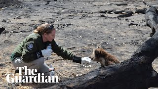 Wildlife rescue teams search for survivors on Kangaroo Island [upl. by Danziger]