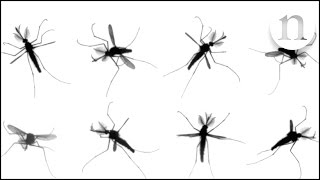 The mystery of mosquito flight [upl. by Atin]