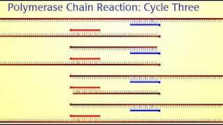 Polymerase Chain Reaction PCR [upl. by Neffirg]