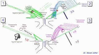 Anatomy of the inguinal region simplified [upl. by Ivatts78]