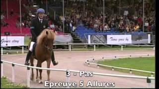 Compétition quot5 Alluresquot  Equitation Islandaise [upl. by Cyd]