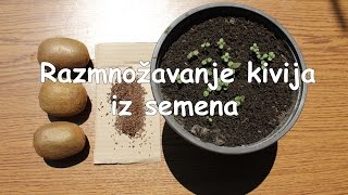 Razmnožavanje kivija iz semena 🥝 ✅ [upl. by Thea]