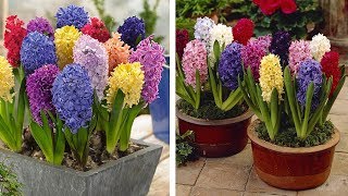 How to Plant Top Size Hyacinths Spring Garden Guide [upl. by Eceeryt]