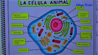 La CELULA ANIMAL y sus partes  the ANIMAL CELL and their parts [upl. by Stedmann895]