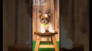 My dream is to own a yorkie and EVER color… I’m so close Lolshortvideo [upl. by Eitirahc]