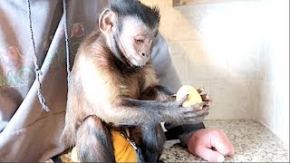 Capuchin Monkey Eats the Golden Easter Egg Extended Video [upl. by Salangia]