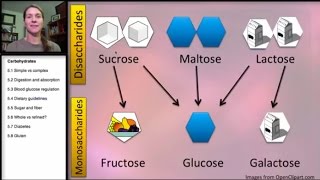 51 Carbohydrates Simple and Complex [upl. by Brie]