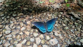 Red spotted Purple Butterfly  watch it swat a bug at 51 lol [upl. by Irmo]