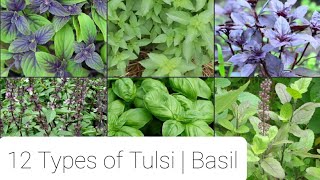 12 Types of Tulsi  12 Varieties of Basil [upl. by Ahsetel]