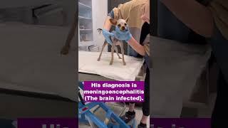 Little puppy suffers from Meningoencephalitis just wants love [upl. by Cocke]