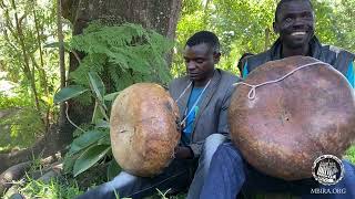 Mhofu yeMukono Mbira Group play Nhema musasa 2022 [upl. by Halueb]