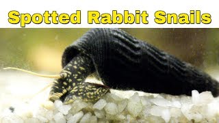 Spotted Rabbit Snails Unboxing and close ups [upl. by Ahseia255]