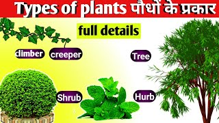 Types of plants in hindiपौधे के प्रकार Different types of plantHubs Shrubs CreeperClimber [upl. by Ruhtracm]