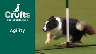 Agility  Championships  IntermediateLarge Final Agility   ​Crufts 2023 [upl. by Patrizia]