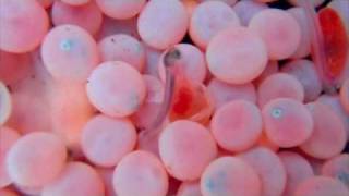 Salmon Eggs Hatching at the Seymour Hatchery [upl. by Lacefield]