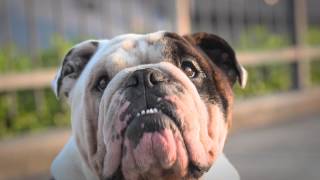 Cute MINI of Knoxville MINI Cooper Commercial with Bulldog [upl. by Leur774]