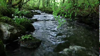 8 Hours Relaxing Nature Sounds Forest RiverSleep RelaxationBirdsongSound of WaterJohnnie Lawson [upl. by Lloyd]