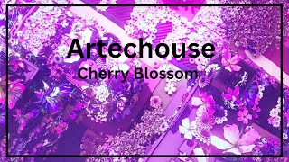 ARTECHOUSE in Washington DC ISEKAI Blooming Parallel Worlds  Cherry Blossoms [upl. by Allicirp]